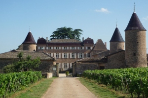 ../image/image_71/71_Chasselas_2.jpg